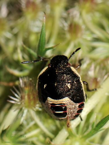 Holcostethus sphacelatus